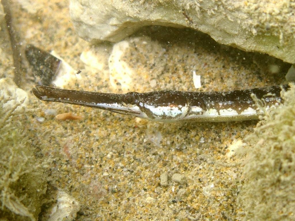 Syngnathus taenionotus